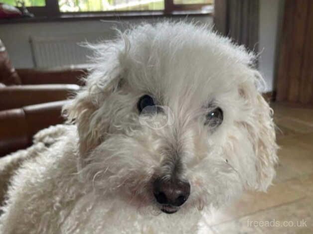 Miniature Poodle for sale in Wolverhampton, West Midlands - Image 1