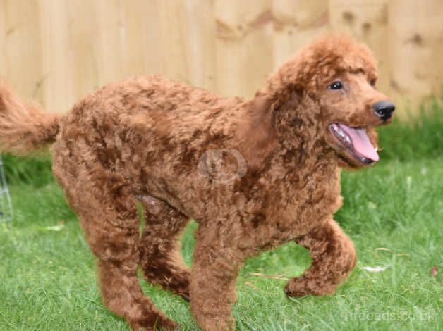 Miniature Poodle Male Deep Red Ready Now. 5 months old for sale in Addlethorpe, Lincolnshire