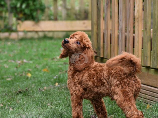 Miniature Poodle Male Deep Red Ready Now. 5 months old for sale in Addlethorpe, Lincolnshire - Image 2