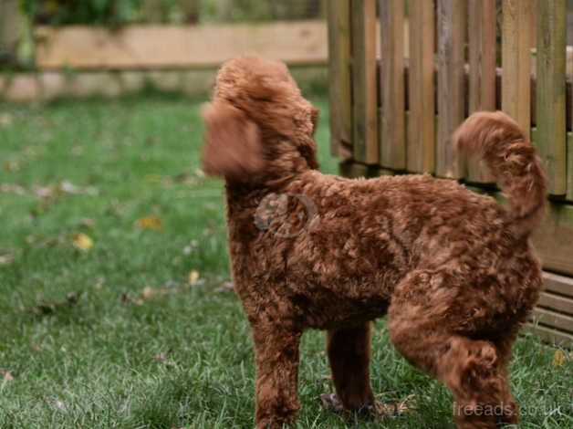 Miniature Poodle Male Deep Red Ready Now. 5 months old for sale in Addlethorpe, Lincolnshire - Image 3