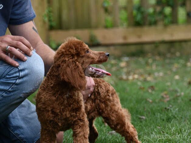 Miniature Poodle Male Deep Red Ready Now. 5 months old for sale in Addlethorpe, Lincolnshire - Image 4