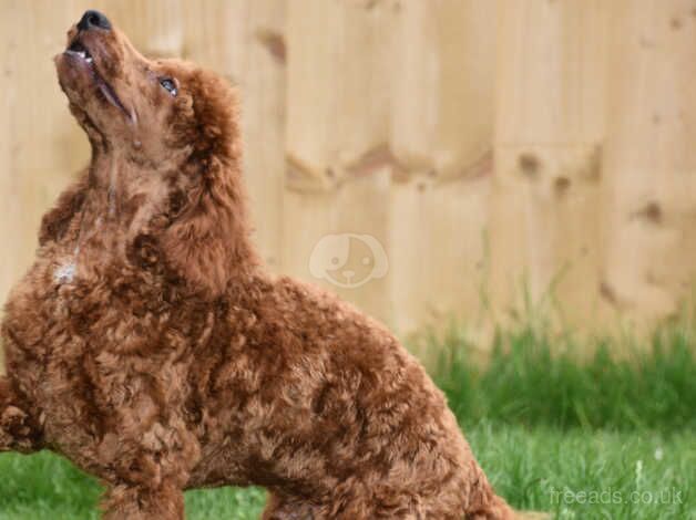 Miniature Poodle Male Deep Red Ready Now. 5 months old for sale in Addlethorpe, Lincolnshire - Image 5