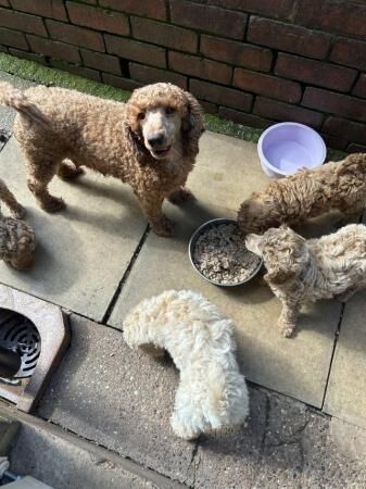 Miniature poodle puppies for sale in Sheffield, South Yorkshire