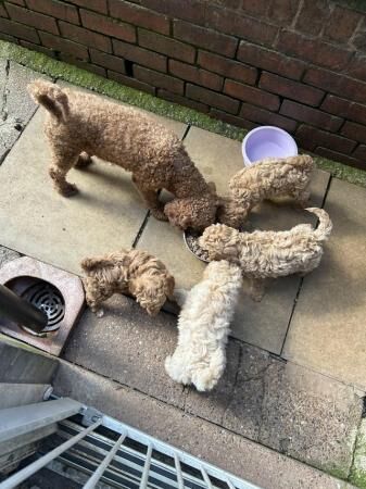 Miniature poodle puppies for sale in Sheffield, South Yorkshire - Image 2