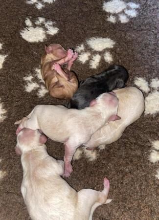 Miniature poodle puppies for sale in Sheffield, South Yorkshire - Image 3