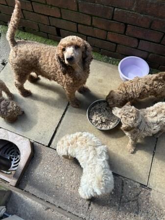 Miniature poodle puppies for sale in Sheffield, South Yorkshire - Image 4