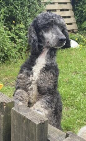 Miniature poodle puppies for sale in Sheffield, South Yorkshire - Image 5