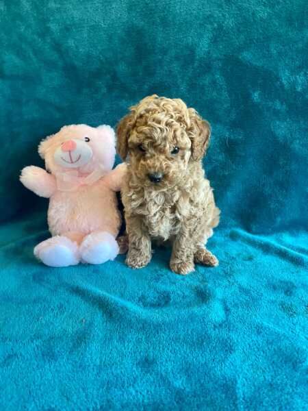 Miniature Poodle puppies. Boys, girls still available for sale in London, City of London, Greater London - Image 1