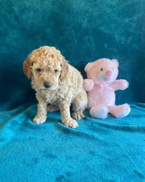 Miniature Poodle puppies. Boys, girls still available for sale in London, City of London, Greater London - Image 2