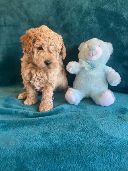 Miniature Poodle puppies. Boys, girls still available for sale in London, City of London, Greater London - Image 3