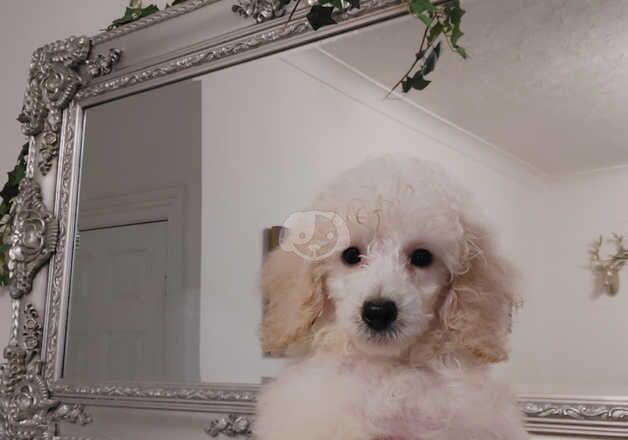 Miniature poodle puppies for sale in Scunthorpe, Lincolnshire