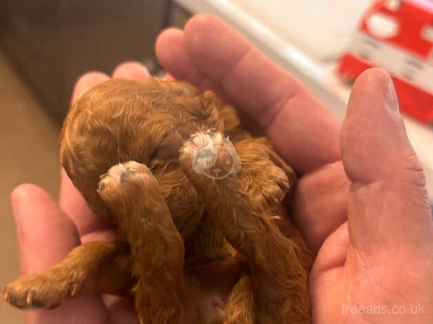 Miniature poodle puppies for sale in Kingston Upon Thames, Kingston upon Thames, Greate - Image 1