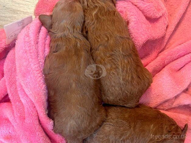 Miniature poodle puppies for sale in Kingston Upon Thames, Kingston upon Thames, Greate - Image 2