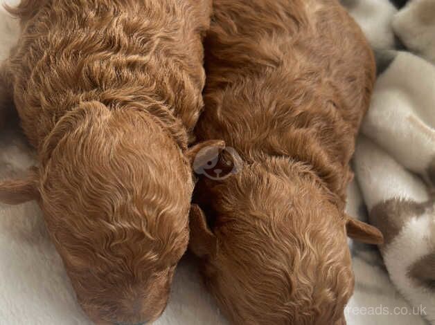 Miniature poodle puppies for sale in Kingston Upon Thames, Kingston upon Thames, Greate - Image 3