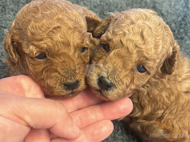 Miniature poodle puppies for sale in Kingston Upon Thames, Kingston upon Thames, Greate - Image 4