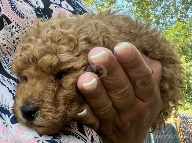 Miniature poodle puppies for sale in Kingston Upon Thames, Kingston upon Thames, Greate - Image 5