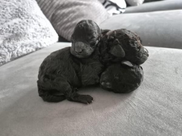 Miniature poodle puppies, one boy and one girl available for sale in Leeds, West Yorkshire