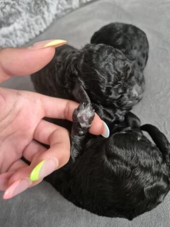 Miniature poodle puppies, one boy and one girl available for sale in Leeds, West Yorkshire - Image 2