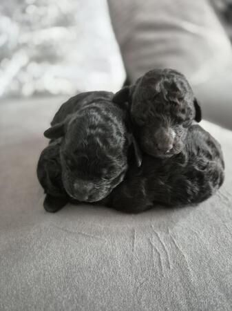 Miniature poodle puppies, one boy and one girl available for sale in Leeds, West Yorkshire - Image 3