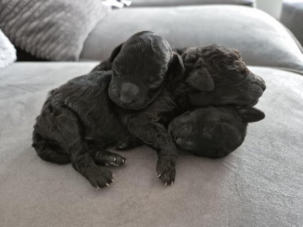 Miniature poodle puppies, one boy and one girl available for sale in Leeds, West Yorkshire - Image 4