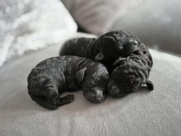 Miniature poodle puppies, one boy and one girl available for sale in Leeds, West Yorkshire - Image 5