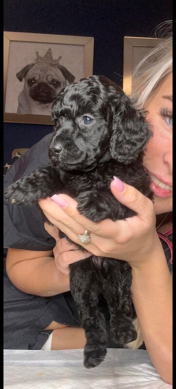 Black toy poodle puppy hotsell for sale