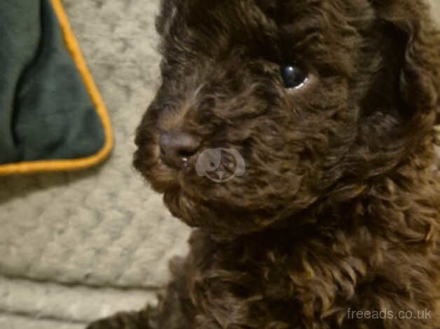 Miniature poodle pups for sale in Leeds, West Yorkshire - Image 1