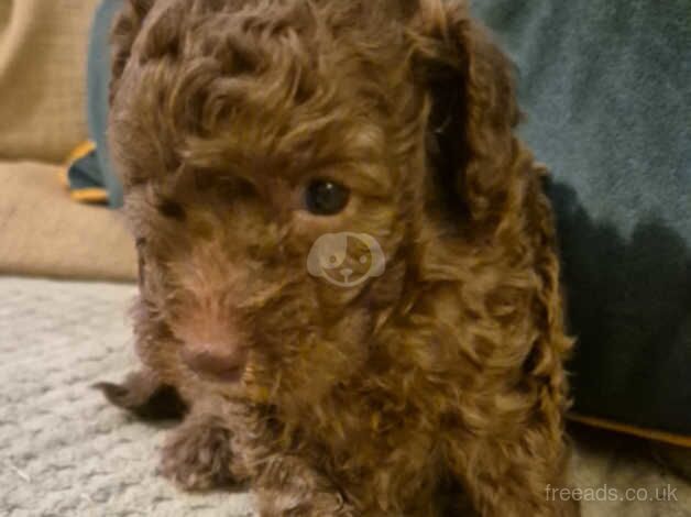 Miniature poodle pups for sale in Leeds, West Yorkshire - Image 2