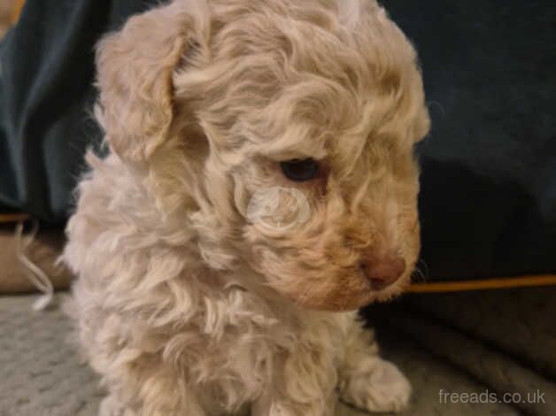 Miniature poodle pups for sale in Leeds, West Yorkshire - Image 3