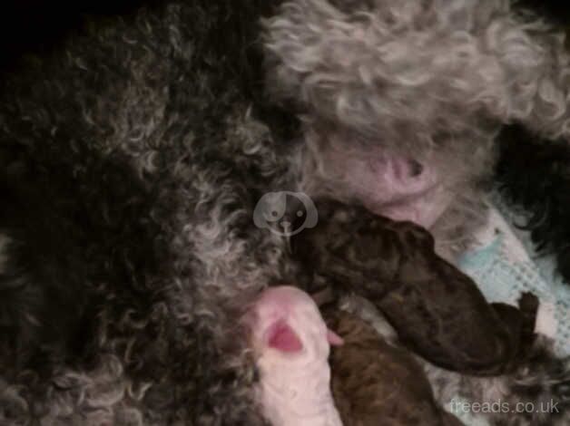 Miniature poodle pups for sale in Leeds, West Yorkshire - Image 4