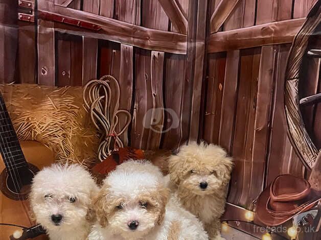 Miniature poodles for sale in Southminster, Essex