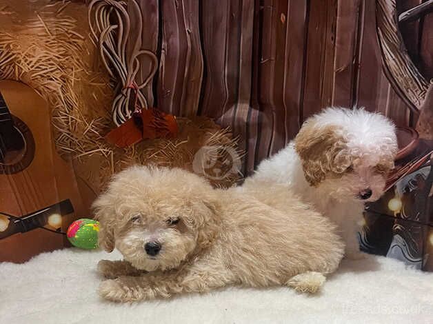 Poodle Puppies for sale