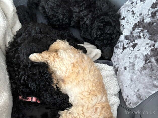 Miniature poodles ready for forever homes for sale in Blackpool, Lancashire