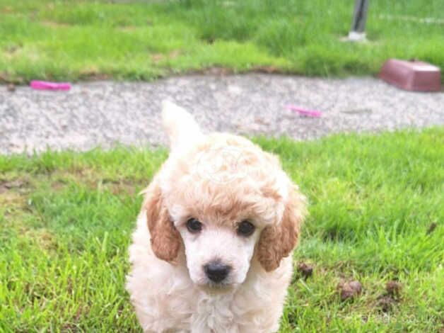 Miniature poodles ready for forever homes for sale in Blackpool, Lancashire - Image 4