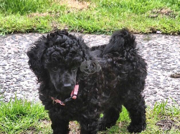 Miniature poodles ready for forever homes for sale in Blackpool, Lancashire - Image 5