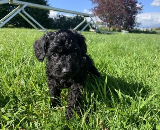 Miniature schnoodle puppies for sale in Wellington, Somerset - Image 1