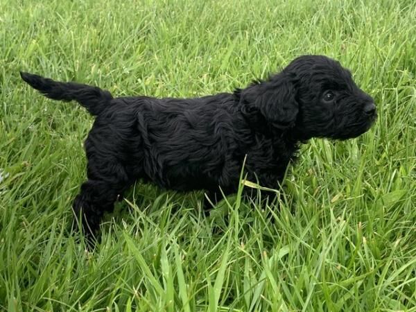 Miniature schnoodle puppies for sale in Wellington, Somerset - Image 2