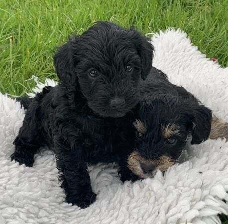 Miniature schnoodle puppies for sale in Wellington, Somerset - Image 3