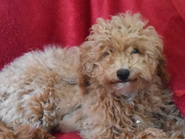 Miniature X Toy Poodle Puppies - Health Tested Lines for sale in Boston, Lincolnshire