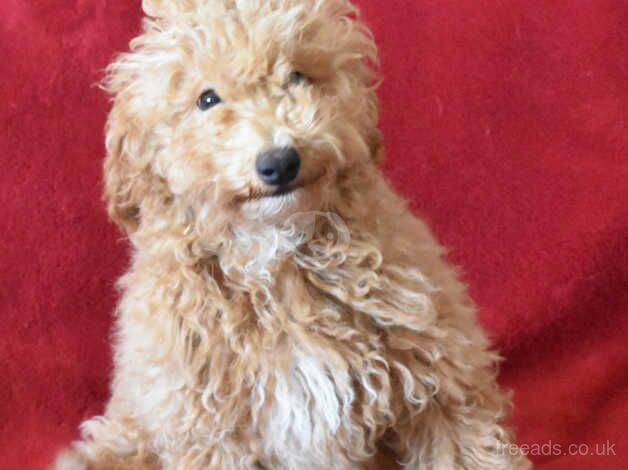 Miniature X Toy Poodle Puppies - Health Tested Lines for sale in Boston, Lincolnshire - Image 3