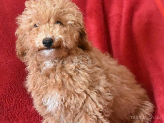 Miniature X Toy Poodle Puppies - Health Tested Lines for sale in Boston, Lincolnshire - Image 4