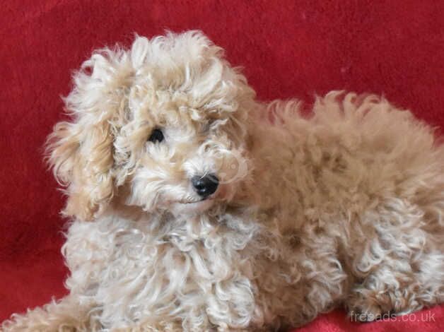 Miniature X Toy Poodle Puppies - Health Tested Lines for sale in Boston, Lincolnshire - Image 5