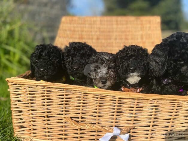 Miniature x toy poodle puppies for sale in Hexham, Northumberland