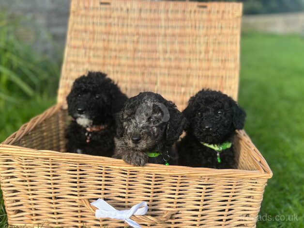 Miniature x toy poodle puppies for sale in Hexham, Northumberland - Image 2