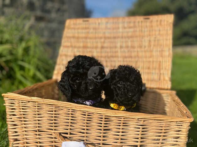 Miniature x toy poodle puppies for sale in Hexham, Northumberland - Image 3