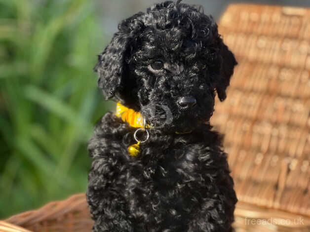 Miniature x toy poodle puppies for sale in Hexham, Northumberland - Image 4