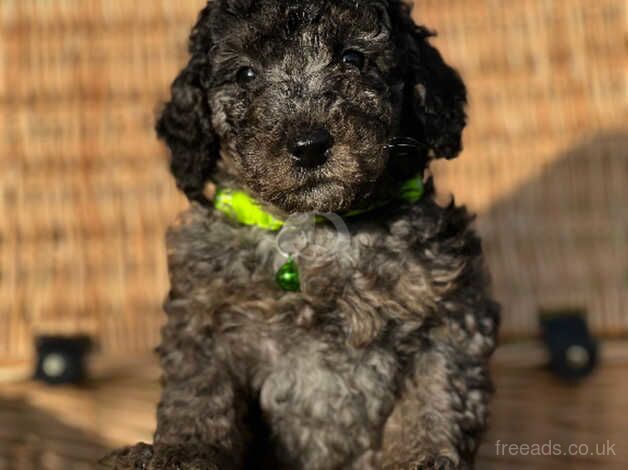 Miniature x toy poodle puppies for sale in Hexham, Northumberland - Image 5