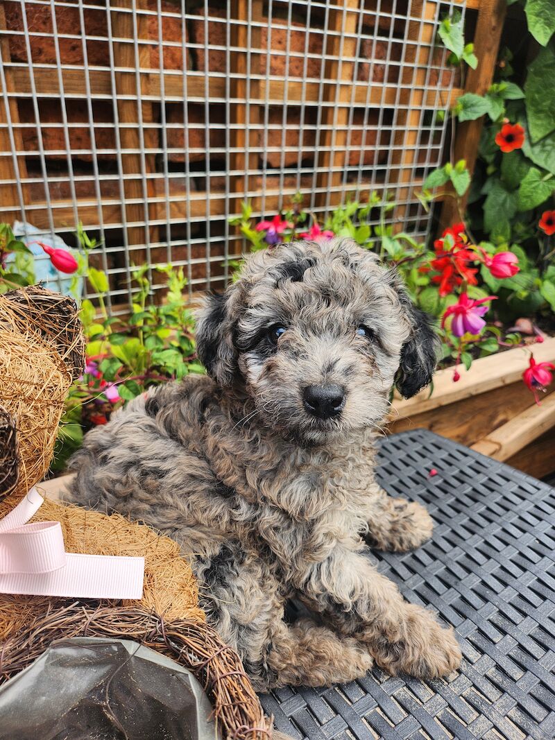 Miniture Poodle parti and merle for sale in Swadlincote, Derbyshire