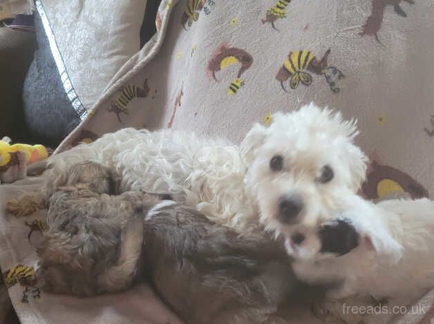 Miniture poodle x pups for sale in Barnsley, South Yorkshire