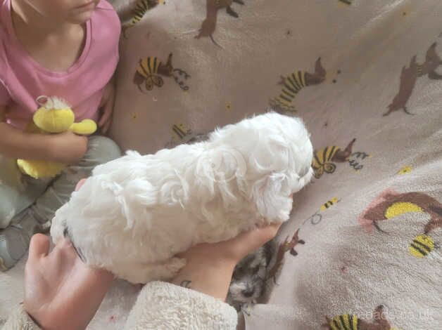 Miniture poodle x pups for sale in Barnsley, South Yorkshire - Image 2